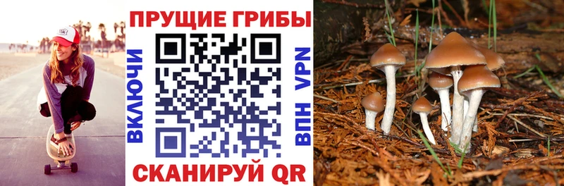 дарнет шоп  кракен tor  Псилоцибиновые грибы Psilocybine cubensis  shop как зайти  Льгов 